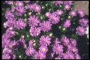 Серковы - Цветики Полевые