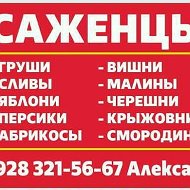 Саженцы Александр