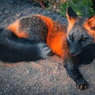 Dark Fox