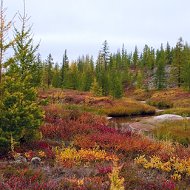 🌲 Пуровская