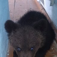 Сергей Васильев