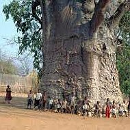 Baobab Life