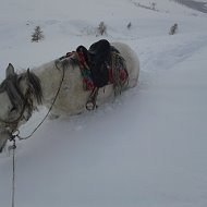 Сагал Моол