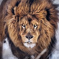 Lion Лев