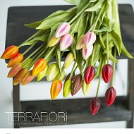 Terrafiori Цветы