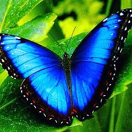 Бабочки Азов