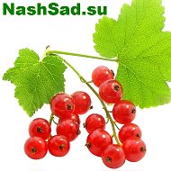 Nashsad Su