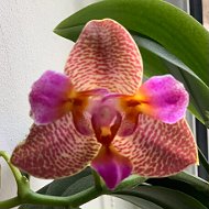 Орхидеи И