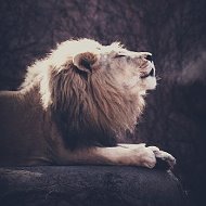 Лев Король
