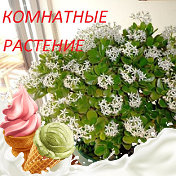 Татьяна (Комнатные Цветы)