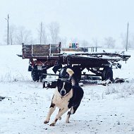 Туркмен Кандист