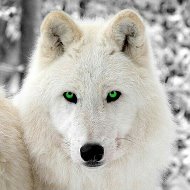 Волчица Зеленоглазая