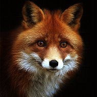 Foxy .