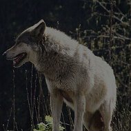 Одиночный Волк