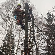 Спил Деревьев