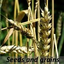 Shamanaev Alexander feat Sub - Seeds and grains