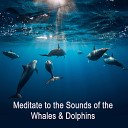 Spirits Of Water - Dolphin Bliss Guided Meditation