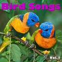 Wildlife - Song Thrush