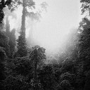 The Listening Planet - Rainforest tranquility