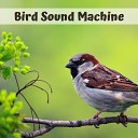 Calm Music Guru - Morning Singing Birds