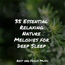 Spa Sounds of Nature White Noise for Mindfulness Meditation and Relaxation Echoes of… - Symphony of Stillness