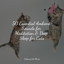 Music for Resting Cats Music for Relaxing Cats Music for Cats… - O2