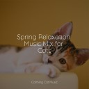 Music for Resting Cats Music for Relaxing Cats Music for Cats… - O2