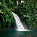 NATURE OF LIVE - River Water Flow and Birds in the Forest