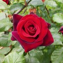 Jo min - Black Rose