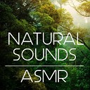 Natural Sounds - Night Time Crickets