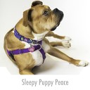 Calming Puppy Relaxation - Hopeful Pet Evenings