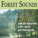 Nature Sounds Artists - Calming Rain