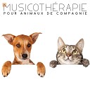 Acad mie des Animaux Relaxants - Musique pour chiens seuls la maison
