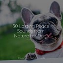 Jazz Music for Dogs Calm Doggy Pet Care Club - Deep Breathing