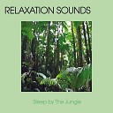 Relaxation Music Meditation Music Nature… - Sound of Jungle