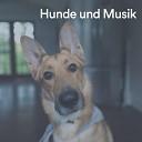 Beruhigende Musik f r Hunde - Friedliche Melodie f r Hunde