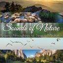 Audio Decor Sound Effects - Birds Chirping in a Serene Forest