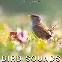 Sleep Rain Memories - Forest Birds Singing Pt 8