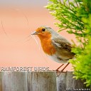 Sleep Rain Memories - Bird Song of Peace