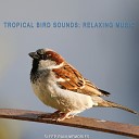 Sleep Rain Memories - Birds Chatter
