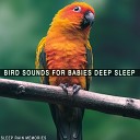 Sleep Rain Memories - Peaceful Birds