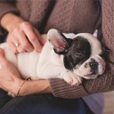 Calming Music for Dogs Relaxation Music For Dogs Sleepy… - Endless Tropics