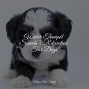Calming Music for Dogs Official Pet Care Collection Music for Pets… - Reiki Healing