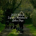 Sleeping Music For Dogs Relaxation Music For Dogs Music for Leaving Dogs Home… - Soft Chords