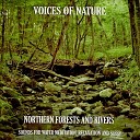 Voices of Nature - Northern Forests and Rivers Distant Birds by the…
