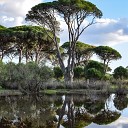 Nature Recordings Sleep Sound of Nature Yoga - Jericho Island