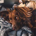Music for Pets Library Calm Doggy Music for Calming… - Serenity Waves