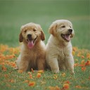 Sleeping Music For Dogs Music for Leaving Dogs Home Alone Relaxation Music For… - Serenity Waves