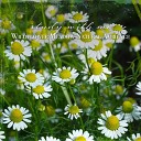 Sebastian Riegl - Wildflower Meadow Natural Ambience Pt 17