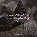 Official Pet Care Collection Calm Music for Cats Music for Relaxing… - Transcending Dreams